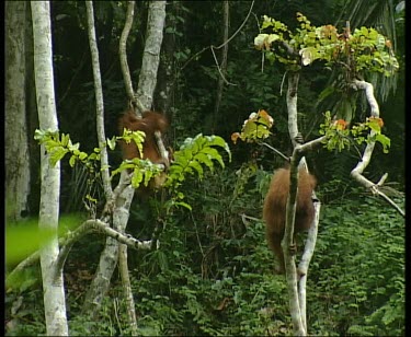 Two orangutans hanging from vines and holding onto one another like circus performers.