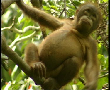 Baby orangutan in tree