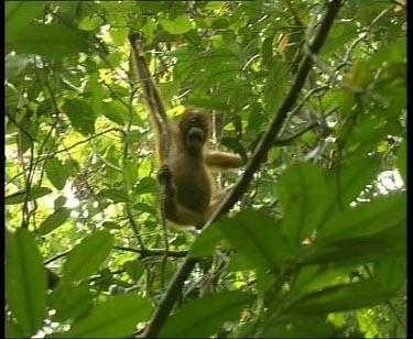 Baby Orangutan stretching, spread eagled, between liana vines.