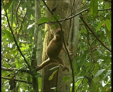Baby orangutan stretching and climbing along liana vines