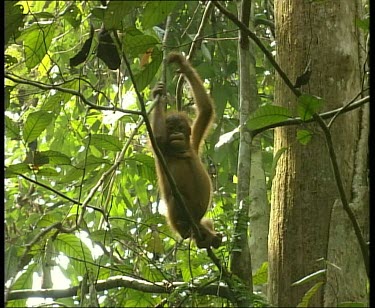 Baby orangutan hanging and swinging along liana vines. Another baby orangutan climbs up and tries to over take it.
