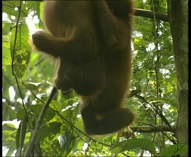 Two young orangutans hanging upside down from liana vines.