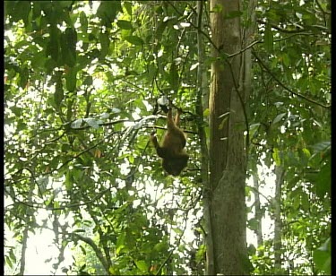 Two young orangutans hanging upside down from liana vines.