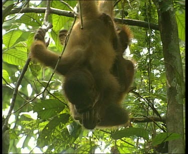 Two young orangutans hanging upside down from liana vines, fighting.