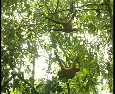 Two young orangutans swinging along liana vines.
