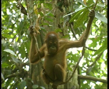 MS WS Young orangutan swinging in liana vine "chair", climbing down.