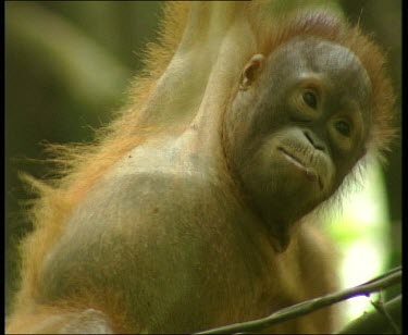 Young orangutan eating bark of plant.