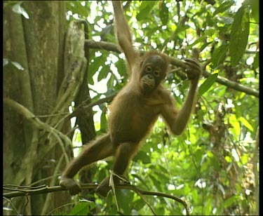 Young orangutan eating bark of plant. Knocking plant on branch.
