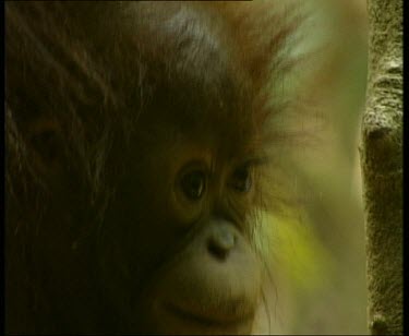 Head. Then orangutan slowly climbs up out of frame.