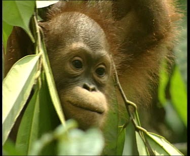 Portrait young orangutan framed by leaves