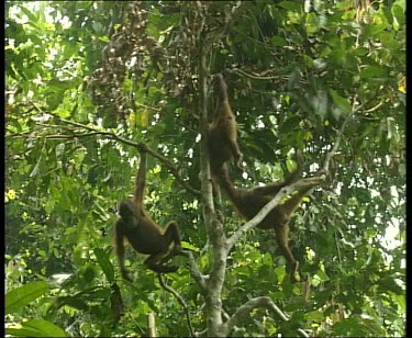 Three orangutans swinging in a tree. A fourth orangutan joins them.