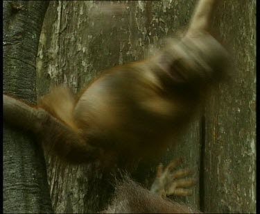 One orangutan trying to reach for another, see hands reaching upwards.