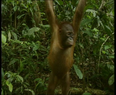 Young orangutan swinging
