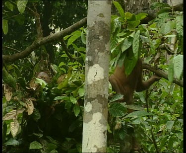 Orangutan in nest, fighting to keep other orangutan out.
