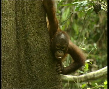 Cute baby orangutan peeking around side of large tree trunk