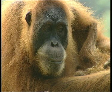 Orangutan mother with baby, hugging. Baby suckling.