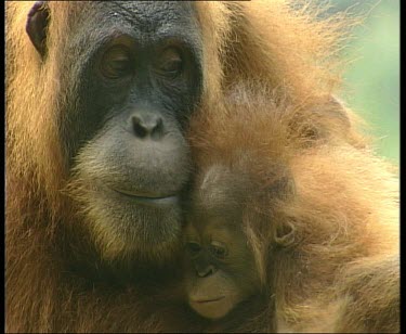 Orangutan mother with baby, playing