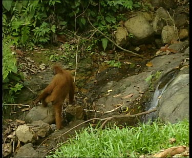 Orangutans at side of small waterfall