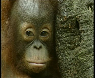 Young orangutan, looking sideways.