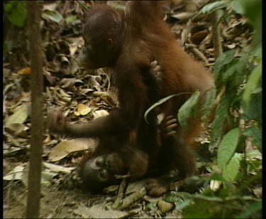 Two baby orangutans play fighting