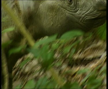 Sumatran rhino covered in mud.