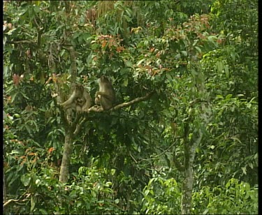Long tailed Macaques in trees