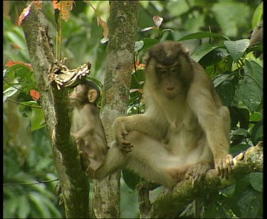 Long tailed macaque mother and baby in tree. Baby holds onto other tightly.