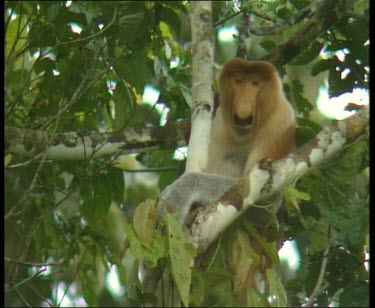 Proboscis monkey calling vocalizing