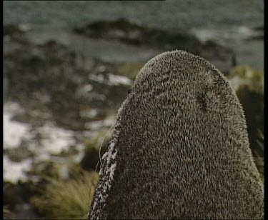 Seal with snow on head and chest