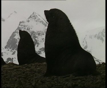Seals sitting up in silhouette, snow covered mountain peaks in background.