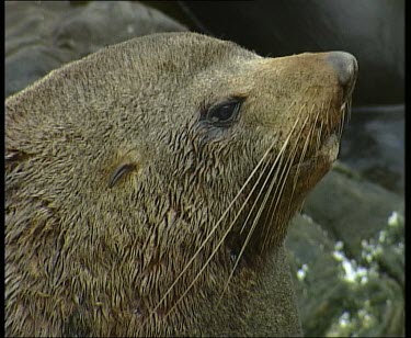 Head, side view. See external ear, whiskers, nose facial features.