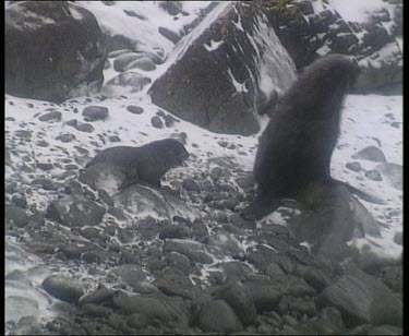 dominant male behaving aggressively towards another seal.