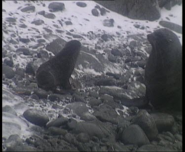 dominant male behaving aggressively towards another seal.