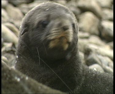 Zoom out to MS. Young Seal pup stays close to mother on pebble beach. Snowing.