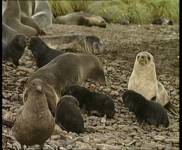 Pups keep close to mother. She barks at another seal who is intruding on the harem.