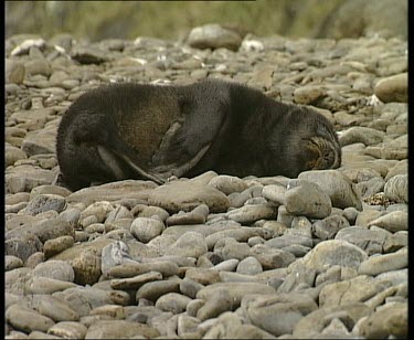 Pup resting on pebble beach, mother stands by defensively.
