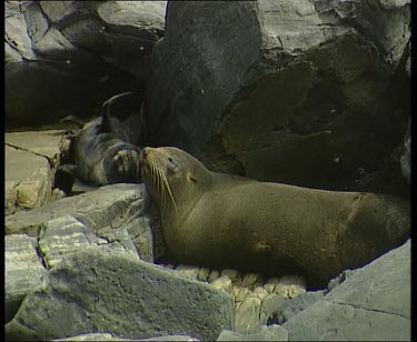 Seal and pup basking in sun on rocks.