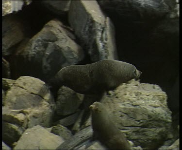 Seals climbing over rocks