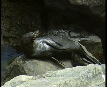 Seal basking in sun