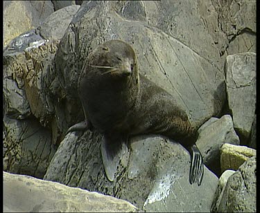 Seal climbing on rocks.