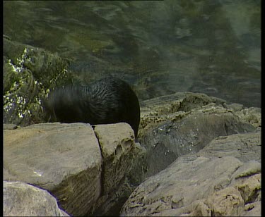 Fur Seal pup climbing up rocks.