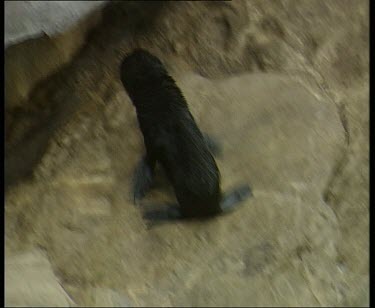 High Angle. Fur Seal pup climbing up rocks.