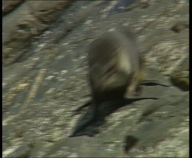 Pup walking on guano covered rocks, towards sea.