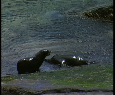 Seals fighting on coastal rocks.