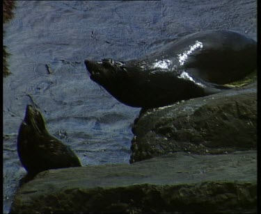 Seals fighting on coastal rocks.