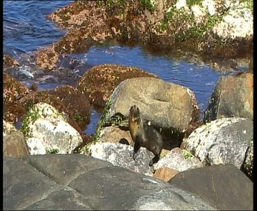 CM0035-GTV-0015179 Zoom in to MS. Seal diving into sea and swimming between moss covered rocks.
