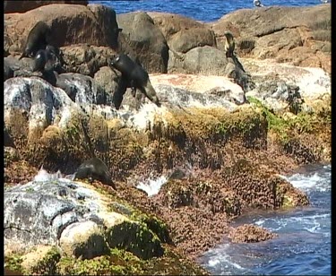 Group of seals diving into sea and porpoising