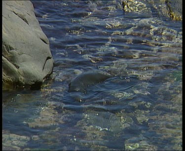 Seal rolling at surface of shallow water