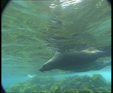 Underwater seals swimming, diving into seagrass