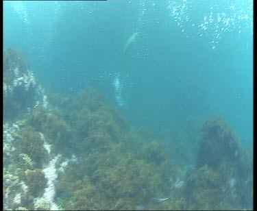 Underwater seal diving